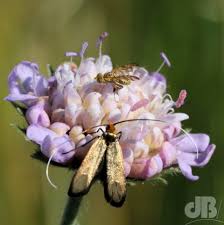 Attēlu rezultāti vaicājumam “Nemophora metallica”
