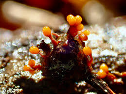 Attēlu rezultāti vaicājumam “Trichia botrytis var. cerifera spores”