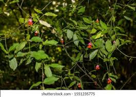 Attēlu rezultāti vaicājumam “Euonymus verrucosus fruit”