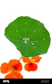 Attēlu rezultāti vaicājumam “Tropaeolum majus leaf”