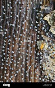 Attēlu rezultāti vaicājumam “Physarum leucopus”