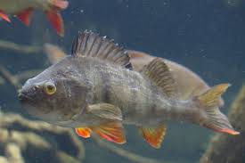 Attēlu rezultāti vaicājumam “Perca fluviatilis”