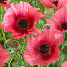 Image result for Papaver orientale