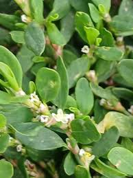 Attēlu rezultāti vaicājumam “Polygonum arenastrum flower”