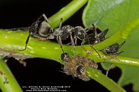 Attēlu rezultāti vaicājumam “Formicidae”