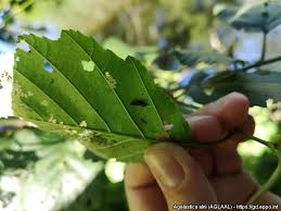 Attēlu rezultāti vaicājumam “Agelastica alni larva”