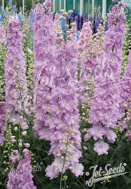 Image result for Delphinium