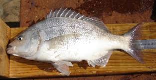 Image result for Lithognathus lithognathus