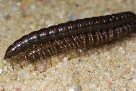 Attēlu rezultāti vaicājumam “Strongylosoma pallipes”