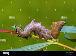 Attēlu rezultāti vaicājumam “Notodonta ziczac”