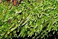 Attēlu rezultāti vaicājumam “Plagiothecium undulatum”