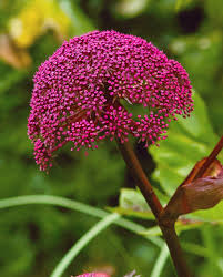 Attēlu rezultāti vaicājumam “Angelica palustris flower”