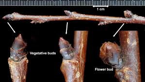 Attēlu rezultāti vaicājumam “Ulmus x hollandica”