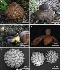 Attēlu rezultāti vaicājumam “Geastrum”