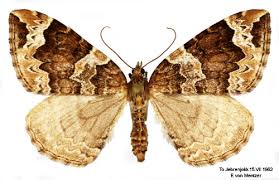 Attēlu rezultāti vaicājumam “Eulithis prunata”