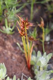 Attēlu rezultāti vaicājumam “Juncus capitatus”