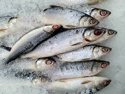 Image result for Chanos chanos