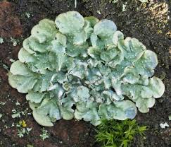 Attēlu rezultāti vaicājumam “Punctelia subrudecta”