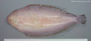 Image result for Solea solea