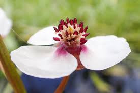 Attēlu rezultāti vaicājumam “Sagittaria sagittifolia flower”