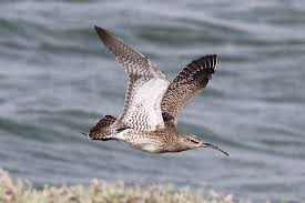 Attēlu rezultāti vaicājumam “Numenius phaeopus”