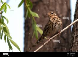 Image result for Anthus hodgsoni