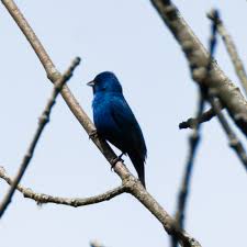 Image result for Passerina cyanea