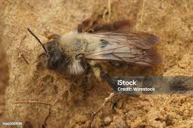 Attēlu rezultāti vaicājumam “Andrena vaga”