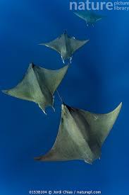 Image result for Mobula tarapacana