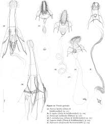 Attēlu rezultāti vaicājumam “Semioscopis avellanella”