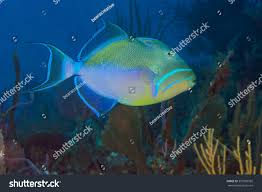 Image result for Balistes vetula