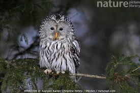 Attēlu rezultāti vaicājumam “Strix uralensis adult”