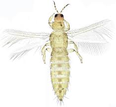 Attēlu rezultāti vaicājumam “Thysanoptera”