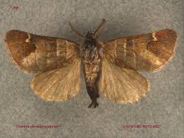 Attēlu rezultāti vaicājumam “Notodontidae”