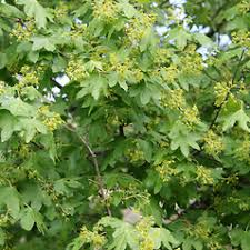 Attēlu rezultāti vaicājumam “Acer campestre flower”