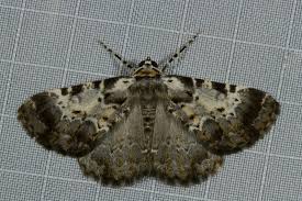 Attēlu rezultāti vaicājumam “Ennomos erosaria”