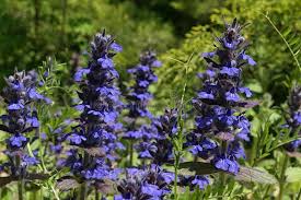 Attēlu rezultāti vaicājumam “Ajuga genevensis flower”