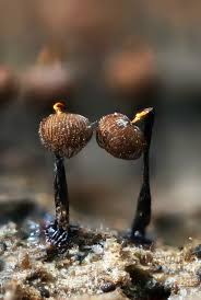 Attēlu rezultāti vaicājumam “Cribraria cancellata spores”