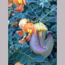 Image result for Colutea x media (arborescens x orientalis)