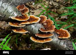 Attēlu rezultāti vaicājumam “Gloeophyllum odoratum”