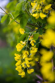 Attēlu rezultāti vaicājumam “Laburnum”