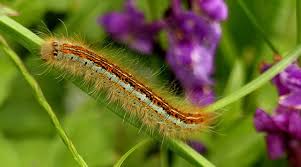 Attēlu rezultāti vaicājumam “Malacosoma castrensis”