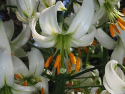 Image result for Lilium martagon Alba