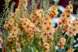 Attēlu rezultāti vaicājumam “Verbascum”