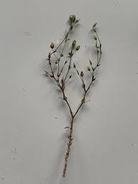 Attēlu rezultāti vaicājumam “Arenaria serpyllifolia leaf”