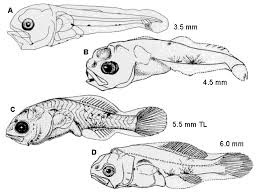 Image result for Pogonias cromis