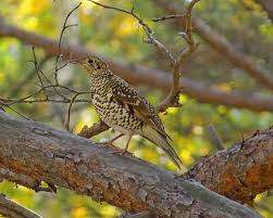 Image result for Zoothera dauma