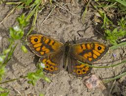 Attēlu rezultāti vaicājumam “Lasiommata megera”