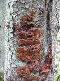 Attēlu rezultāti vaicājumam “Junghuhnia pseudozilingiana”