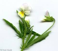 Attēlu rezultāti vaicājumam “Viola arvensis”